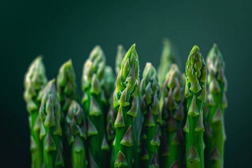 绿色食品蔬菜芦笋图片摄影图 广告素材 下载至来源处